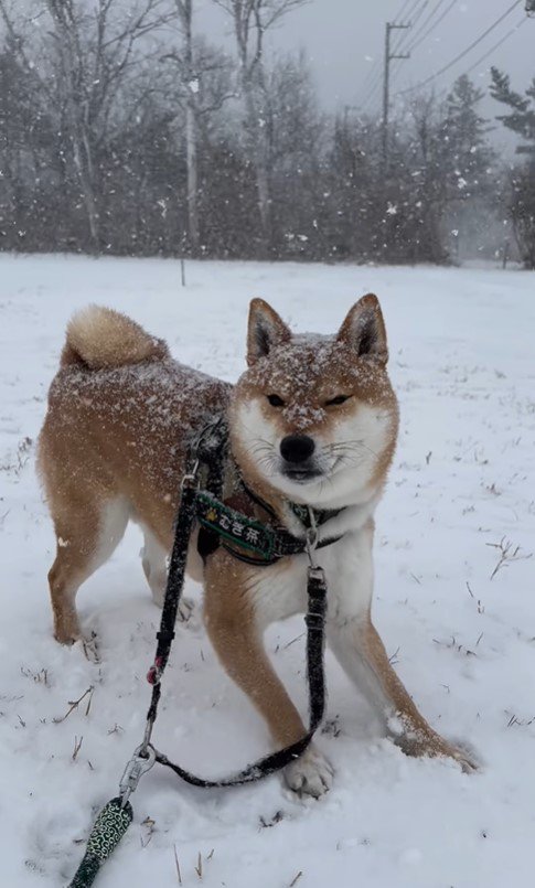 雪の中のむぎ茶くん5