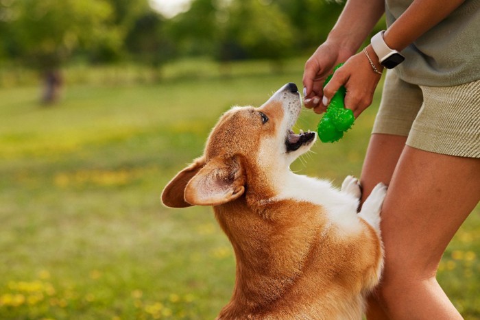 飼い主さんの持つオモチャを狙う犬