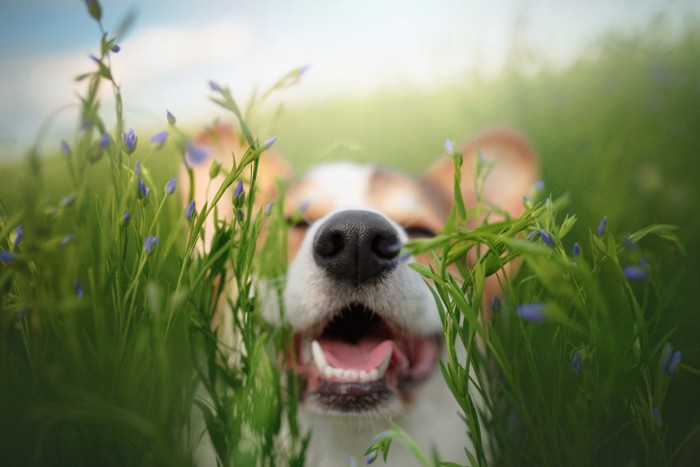 草むらで笑顔の犬