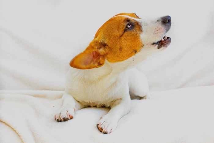 ベッドで吠える犬