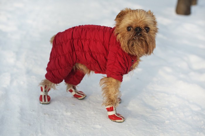 雪の上を歩くコートを着て靴を履いた犬