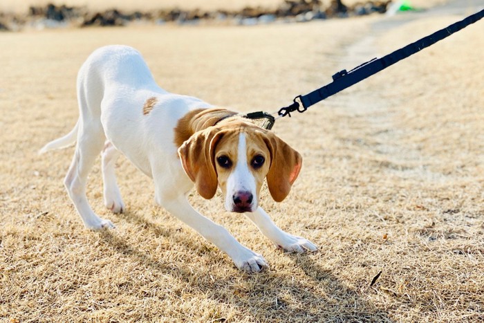 しっぽを下げて腰を上げている垂れ耳の犬