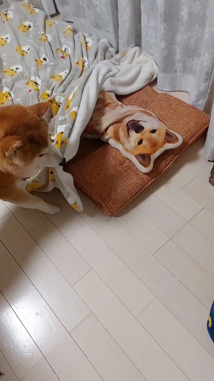 毛布を咥えて犬のクッションを見る犬