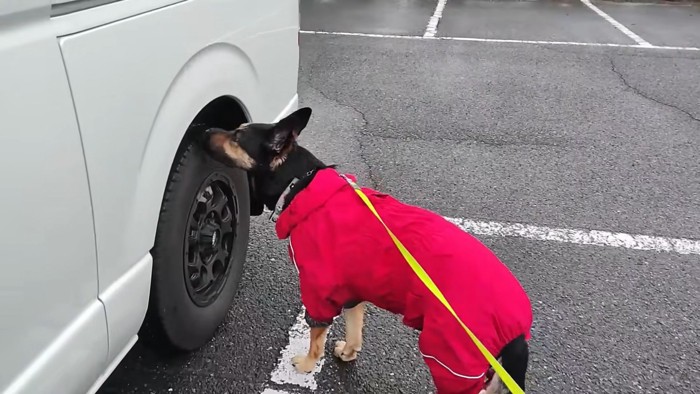 車のにおいをかぐ犬