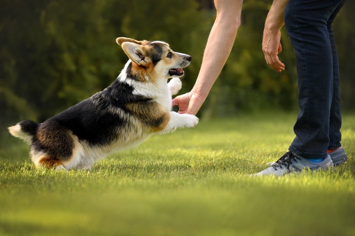 飼い主に体当たりする小型犬