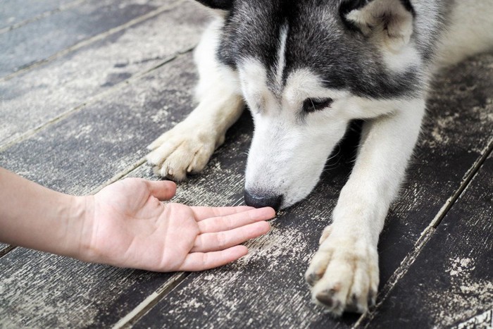 手を嗅ぐハスキー犬