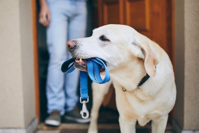 リードを咥えて散歩を待つ犬