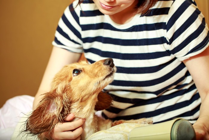 人を見つめる犬