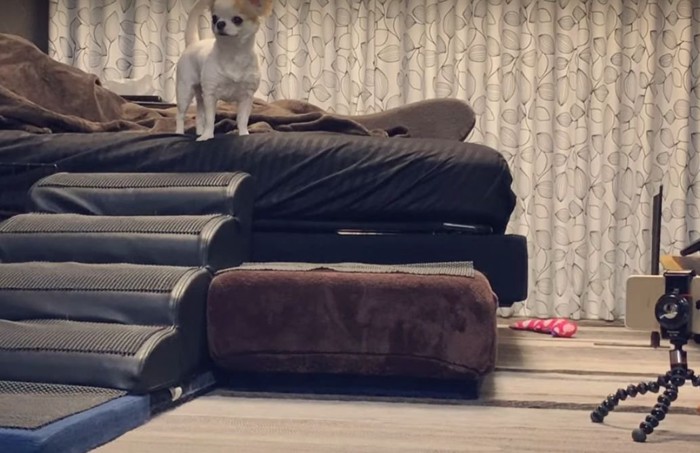 ベッドの上の犬