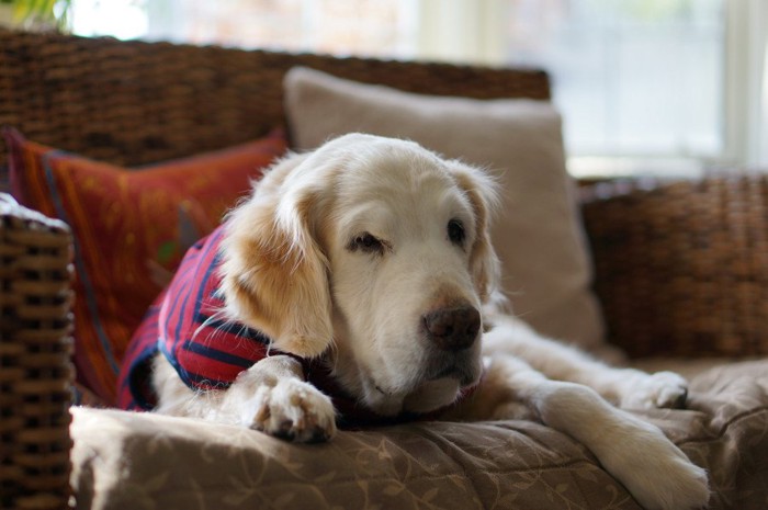 ソファでうつぶせになる老犬