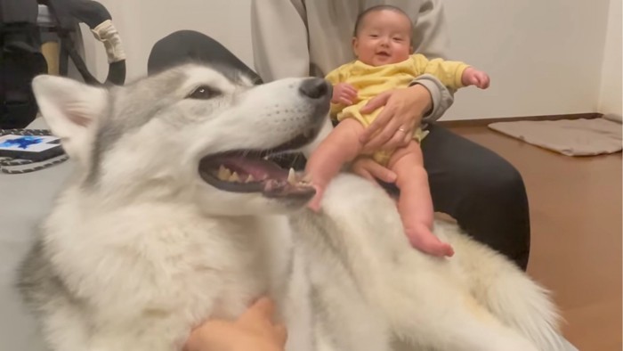 笑顔の赤ちゃんと犬