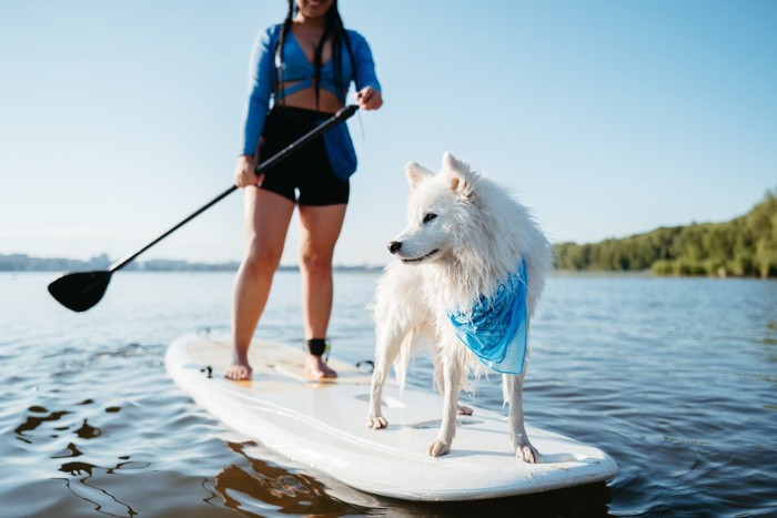 DOG SUPを楽しむ女性と白い大型犬