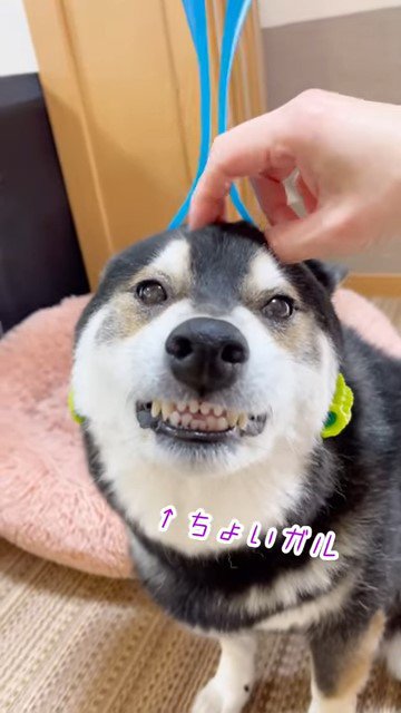 撫でられて歯を剥き出す犬