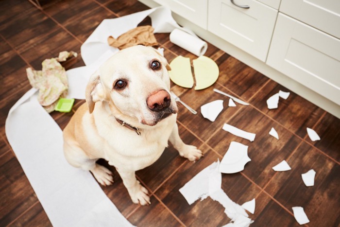 部屋をぐちゃぐちゃにしている犬