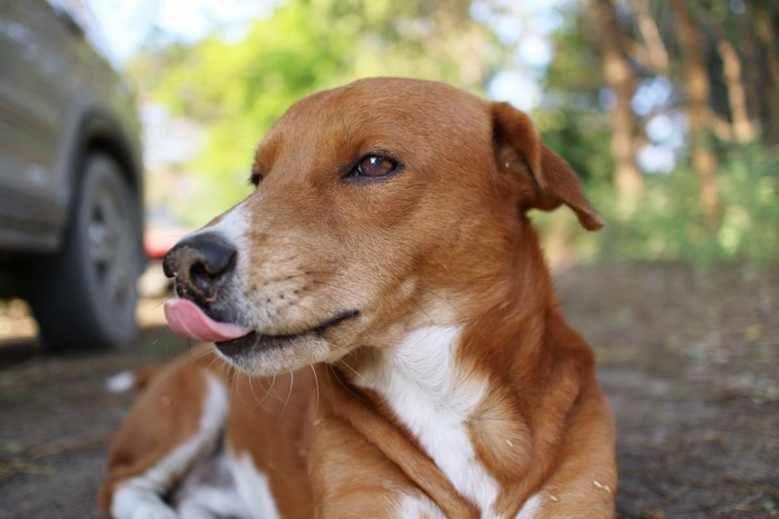 犬　鼻