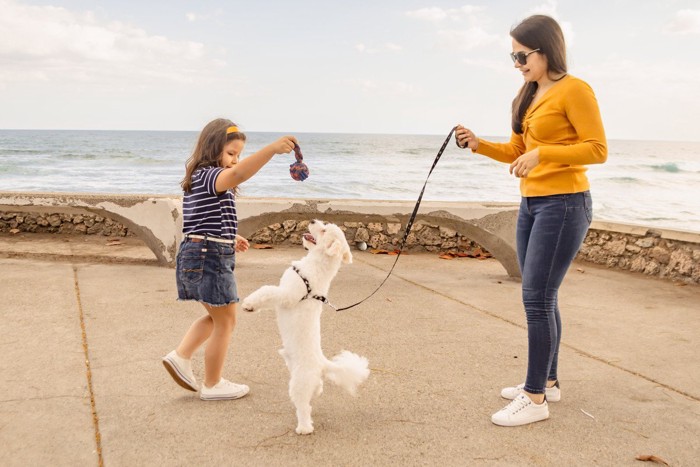 少女のおもちゃに飛びつこうとする犬