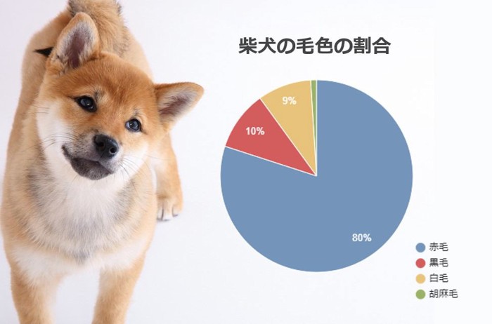 柴犬の毛色は4種類！特徴や値段の相場、性格の違いについて | わんちゃんホンポ