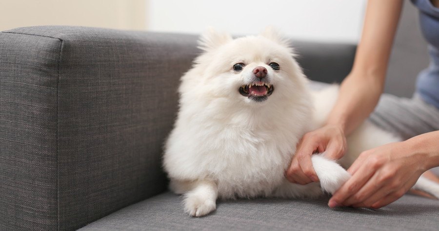 前足を触られて嫌な顔をする犬