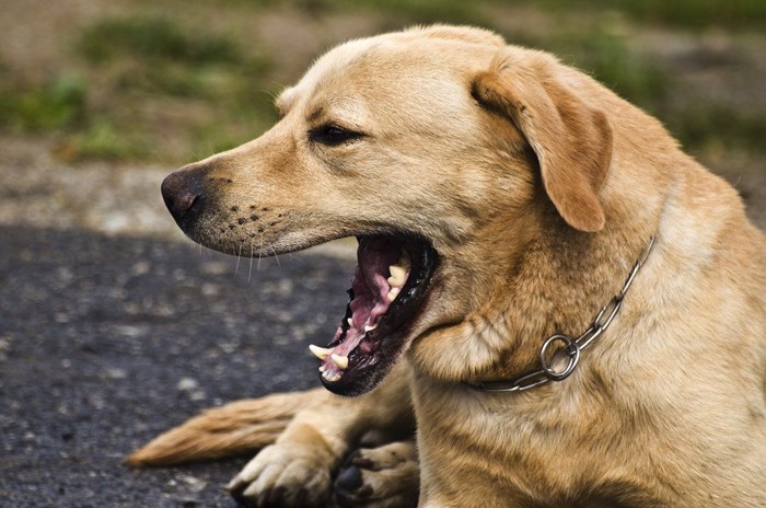 あくびをする犬