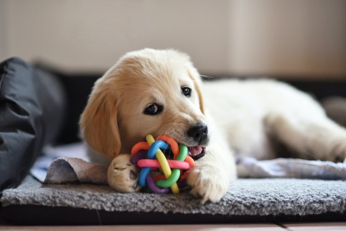 ベッドでおもちゃを噛んでいる子犬