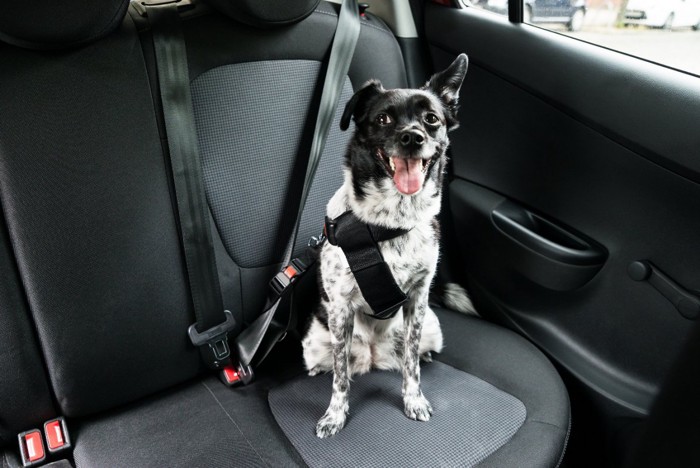 シートベルトを装着して車内に座っている犬