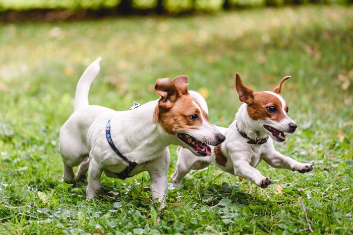 はしゃいでいる犬