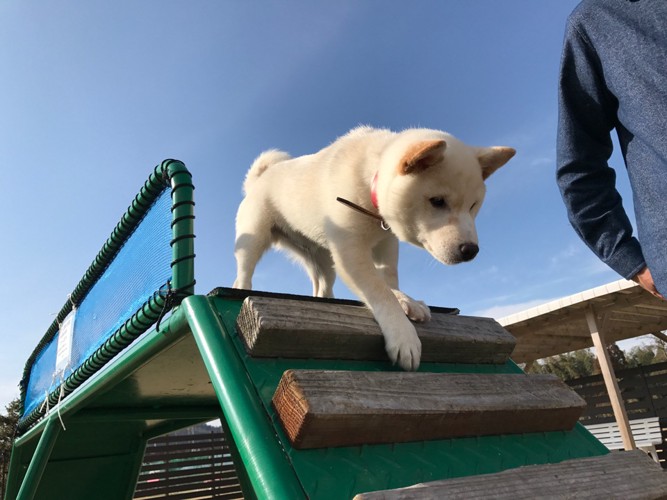 遊具に芝犬