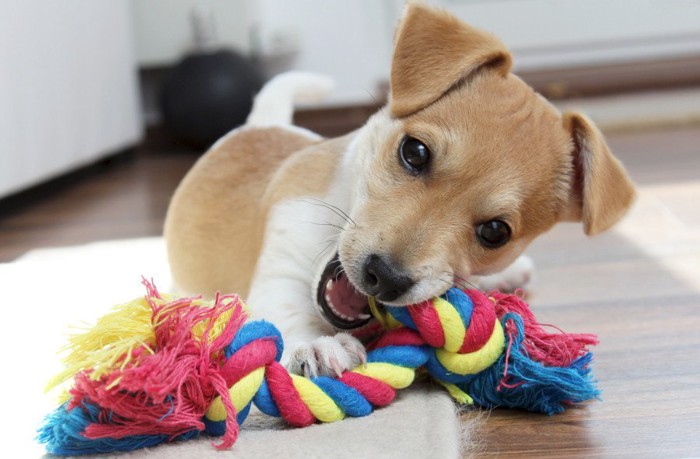 おもちゃを咬む犬