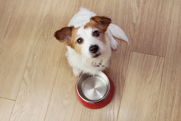 ご飯をねだる犬