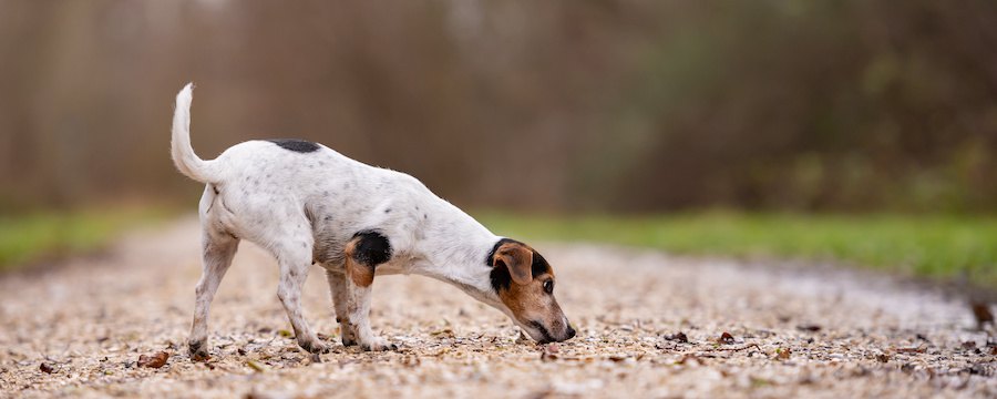 地面の匂いを嗅ぎながら歩く犬