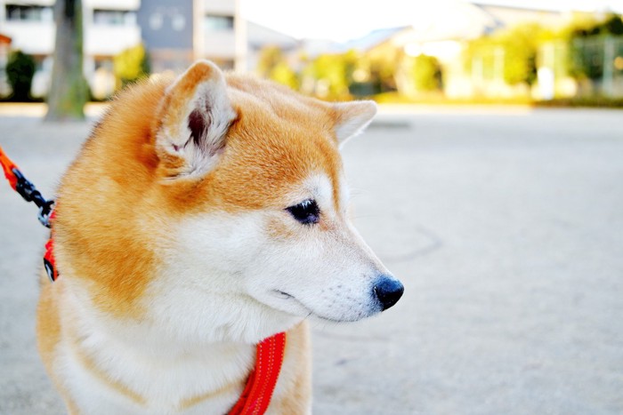 つらそうな柴犬