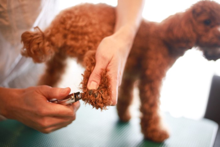 小型犬のつめ切り