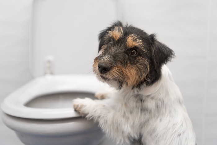 トイレの便器に手をかける犬