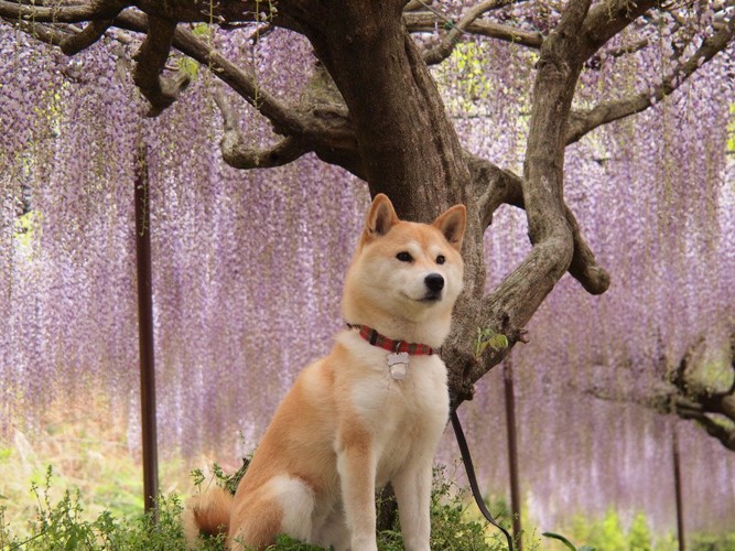 藤の花と柴犬