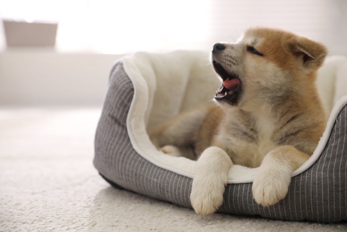 ベッドであくびする子犬