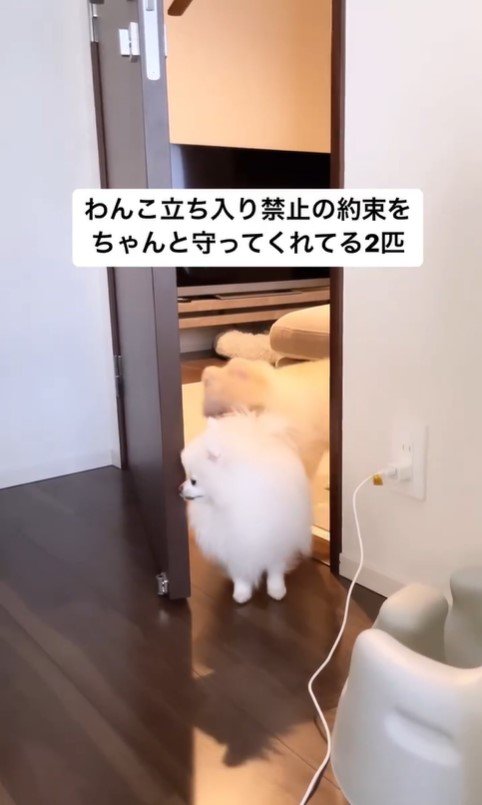 寝室を覗くぺこちゃん4