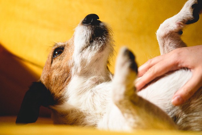 お腹をマッサージしてもらう犬