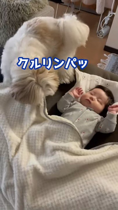 向きを変える犬