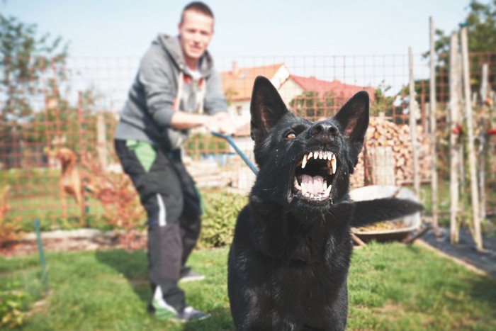 怒る犬を止めようとする男性