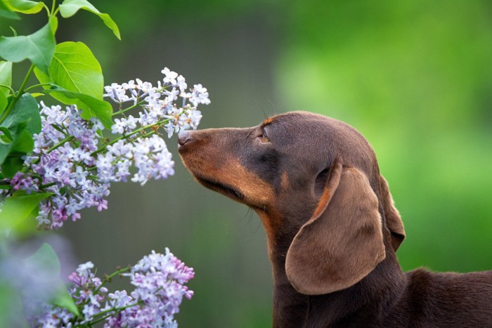 鼻の匂いを嗅ぐ犬