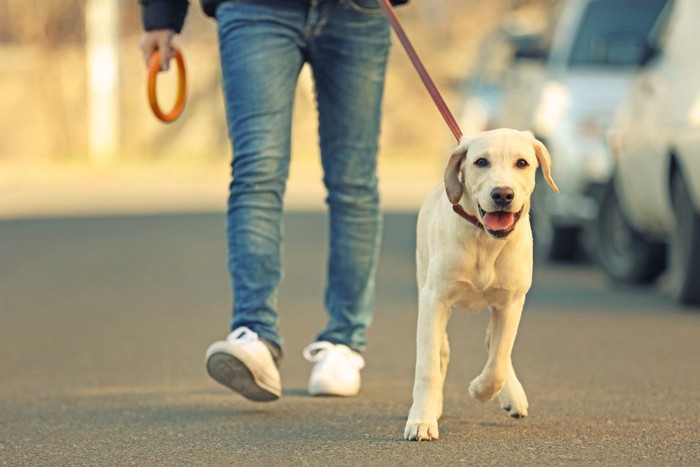 道路を歩く犬と人