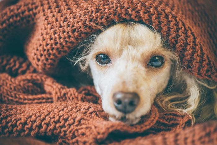 毛布にくるまる犬