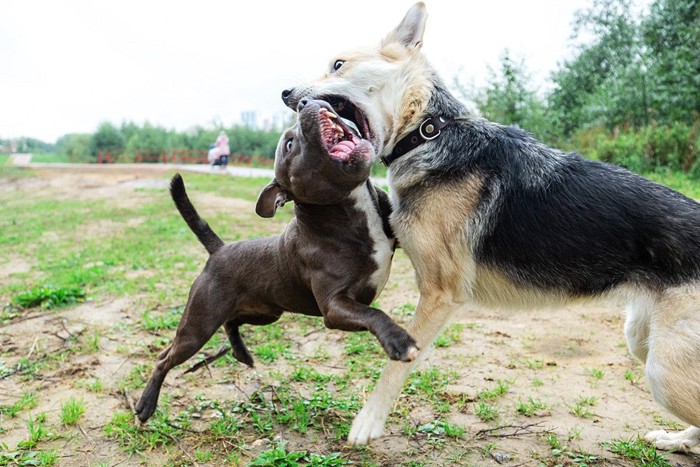 喧嘩をしている犬2匹