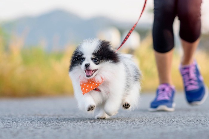 ハーネスを付けて歩く犬