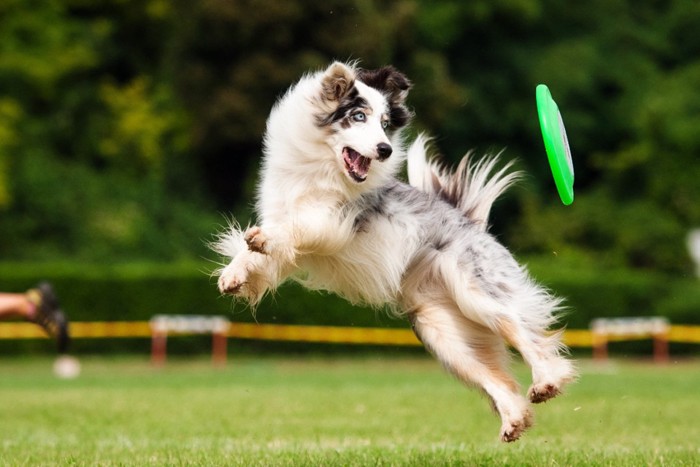 ジャンプする犬