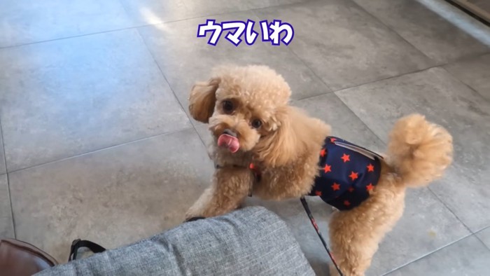 舌なめずりをする犬