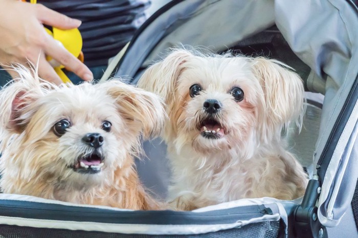 カートに乗る2匹の犬