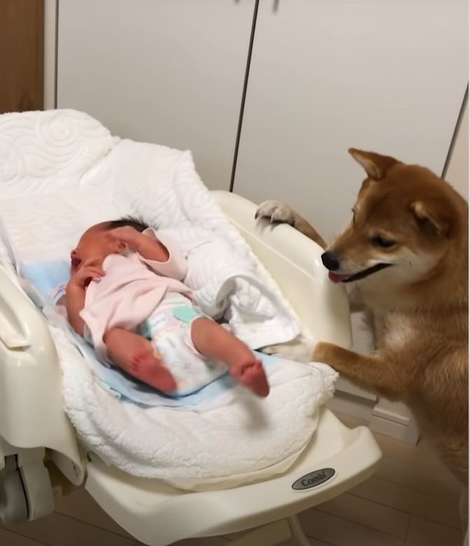 赤ちゃんを見る犬