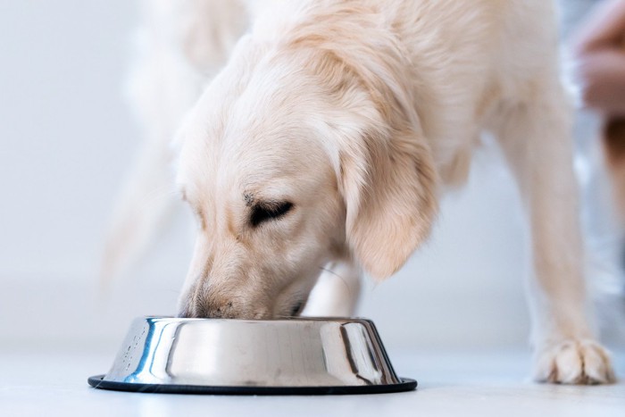 ご飯を食べている犬