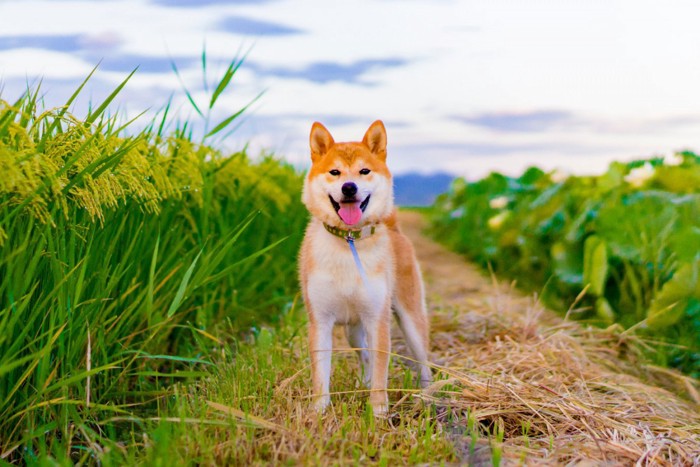 田んぼに佇む柴犬